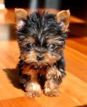 Affectionate Teacup Male and Female Yorkie puppis for Sale/k.ellyj.eronica1@gmail.com