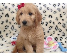 Male And Female Goldendoodle Puppies Text Us At (725) 465-1723