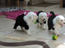 Male and female puppies available Magnificent Old english Sheepdog ,. Txt only via (302) xx 514