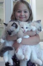 Male and female ragdoll kittens. Now 3 months old.,Txt only via (302) x 514 x 8078