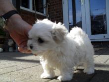 Maltese Babies Available