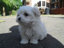 Maltese Puppies Kc Reg Fluffy Sweet Girls & Boys