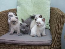 NEW!!!! Elite Scottish fold kitten from Europe with excellent pedigree A 4.19H ,Txt only via (901)