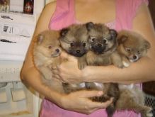 Offering CKC registered Pomeranian puppies for new homes