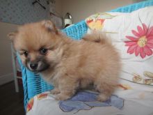Offering Cute Pomeranian puppies for loving and caring homes