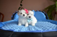 Pure Breed Maltese Puppies