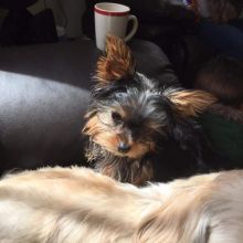 Pure Breed Yorkshire Terrier Puppy