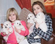 quality and well trained Bichon puppies Txt only via (786) x 322 x 6546