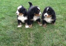 Reasonable Bernese Mountain Dog Puppies ready now For a good hoe- ,Txt only via (786) xx 322 xx 6546