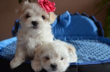 Stunning Kc Registered Maltese Terrier