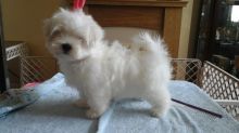 Tiny Maltese Pups Available