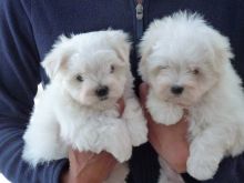 Two Maltese Terriers For Kc Registered