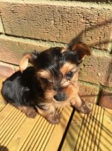 Very Tiny Minature Yorkshire Terrier Pup
