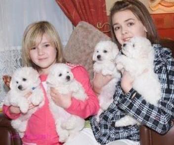 1 Male And 2 Females Bichon Frise Pups Available Txt only via (786) x 322 x 6546 Image eClassifieds4u
