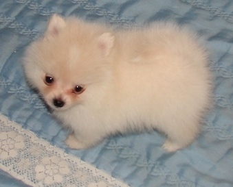 3 beautiful Pomeranian female puppies,Txt only via (302) x 514 x 8078 Image eClassifieds4u