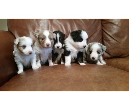 9 weeks old tri blue merle australian sherpherd pups for sale. Txt only via (786) x 322 x 6546 Image eClassifieds4u