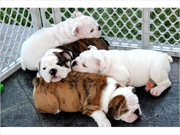 Classical English Bulldog puppies Text Us At (725) 465-1723 Image eClassifieds4u