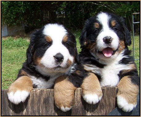 ethical Bernese Mountain Dog - Interchampion's puppies ,Txt only via (786) xx 322 xx 6546 Image eClassifieds4u
