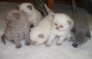 Exclusive Scottish Fold Rare Color Chinchilla ,Txt only via (901) x 213 x 8747 Image eClassifieds4u
