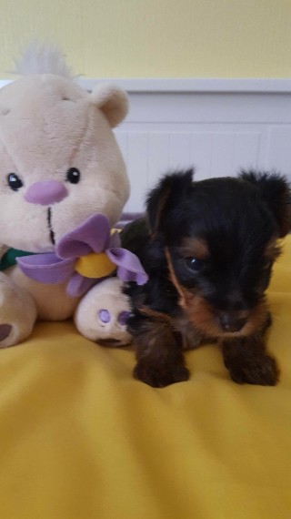 Kc Miniature Yorkshire Terrier Puppy Image eClassifieds4u