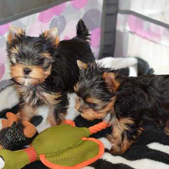 T-cup Yorkie Puppies Available for Adoption//kellyj.eronica1@gmail.com Image eClassifieds4u