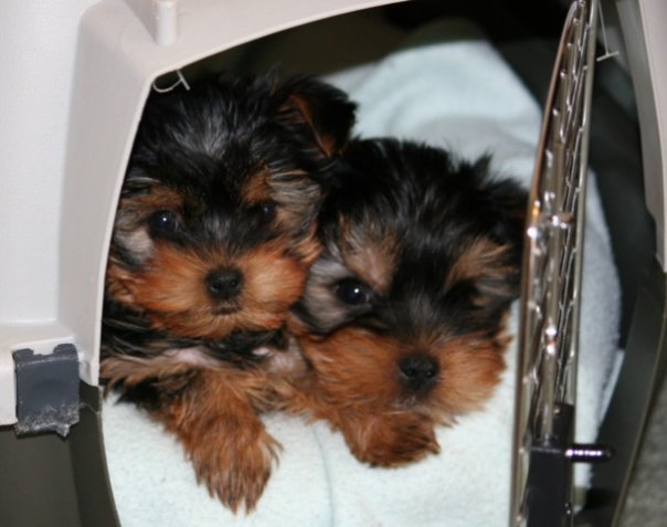 Super adorable Yorkie Puppies//k.ellyj.eronica1@gmail.com Image eClassifieds4u