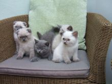 n/a Scottish fold blue and white kittens - available for sale ,Txt only via (901) x 213 x 8747 Image eClassifieds4U