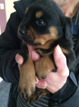Beautiful Male and Female Rottweiler Puppies!! Txt (610) 973-7026 Image eClassifieds4u 1