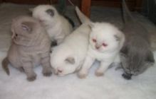 Exclusive Scottish Fold Rare Color Chinchilla ,Txt only via (901) x 213 x 8747 Image eClassifieds4u 2