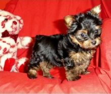 They are purebred Yorkie//k.ellyj.eronica1@gmail.com Image eClassifieds4U