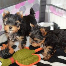 T-cup Yorkie Puppies Available for Adoption//kellyj.eronica1@gmail.com Image eClassifieds4U