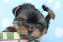 Teacup purebred yorkshire terrier,//k.ellyj.eronica1@gmail.com Image eClassifieds4U
