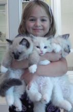 Lovely Ragdoll Kittens We have an impressive litter of Ragdoll Kittens.Txt only via Image eClassifieds4U