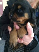 Male and Female Rottweiler Pupps !! Txt (610) 973-7026 Image eClassifieds4U
