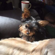 Proven Kc Reg Toy Yorkshire Terrier Image eClassifieds4U