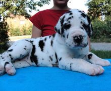 These Great Dane puppies are ready to go to a new home Txt only via (901) x 213 x 8747 Image eClassifieds4u 2