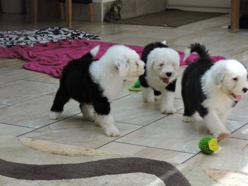 Male and female puppies available Magnificent Old english Sheepdog ,. Txt only via (302) xx 514 Image eClassifieds4u