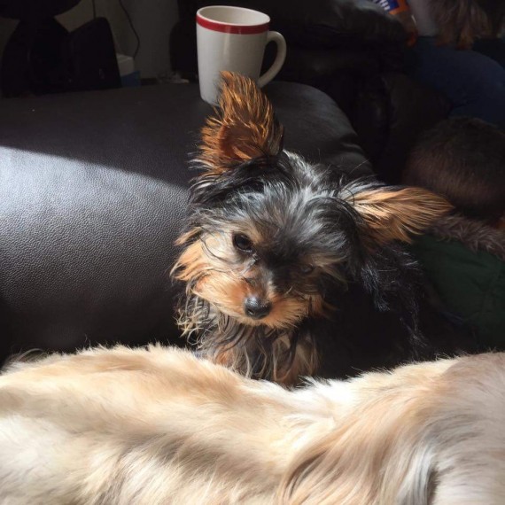 Proven Kc Reg Toy Yorkshire Terrier Image eClassifieds4u