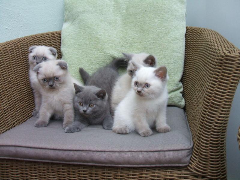 scottish fold kitten seal point 100% purebred,Txt only via (901) x 213 x 8747 Image eClassifieds4u