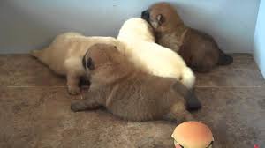 Stunning Litter Of Gorgeous chow chow AKC Reg Txt only via (530) x 522 x 8115 Image eClassifieds4u