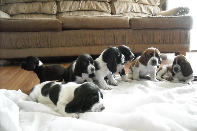 three males and 4 females Basset Hound Puppies for You -,Txt only via (302) x 514 x 8078 Image eClassifieds4u