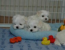 Super Adorable Maltese Puppies