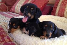AKC Dachshund puppies available We have two beautiful AKC Dachshund
