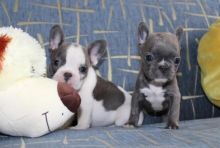 Beautiful Blue and White Pied French Bulldog Pups - She comes with full AKC breeding rights.