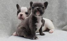 Beautiful French Bulldog Puppies Available Adorable French bulldog puppies. 3 blue pied males.