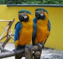Beautiful Macaw partots for sale