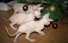 Beautiful Sphynx kittens for rehoming