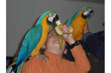 Bonded Pair of Hand Reared Blue and gold macaw Parrots Ready