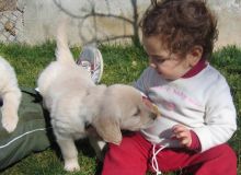 Fantastic White Golden Retriever puppies available
