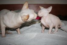 Gorgeous TICA Registered Sphynx Kittens for caring families